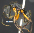  (Camponotus renggeri - MACN-Bar-Ins-ct 07388)  @14 [ ] Copyright (2016) MACN Museo Argentino de Ciencias Naturales "Bernardino Rivadavia"