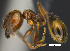  (Pheidole cl. tetrica - MACN-Bar-Ins-ct 07411)  @11 [ ] Copyright (2016) MACN Museo Argentino de Ciencias Naturales "Bernardino Rivadavia"