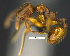  (Pheidole subreticulata - MACN-Bar-Ins-ct 07412)  @11 [ ] Copyright (2016) MACN Museo Argentino de Ciencias Naturales "Bernardino Rivadavia"