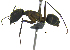  (Camponotus lespesii - MACN-bar-ins-07522)  @14 [ ] Copyright (2016) MACN Museo Argentino de Ciencias Naturales "Bernardino Rivadavia"
