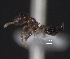  (Crematogaster nitidiceps - MACN-Bar-Ins-ct 08875)  @11 [ ] @copyright (2021) Pablo L Tubaro MACN