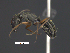  (Camponotus cf. punctulatus - MACN-Bar-Ins-ct 09172)  @11 [ ] Copyright (2021) Pablo L Tubaro MACN