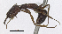  (Odontomachus PEH01 - MACN-Bar-Ins-5557)  @14 [ ] Copyright (2014) MACN Museo Argentino de Ciencias Naturales 'Bernardo Rivadavia'