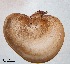  (Fomitopsidaceae - ANT042-QFB28627)  @11 [ ] Copyright (2015) Jacques Landry Mycoquebec