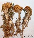  (Ramaria myceliosa - ANT057-QFB28646)  @11 [ ] Copyright (2015) Jacques Landry Mycoquebec