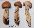  (Cortinarius cf. transiens - ANT141-QFB28777)  @11 [ ] Copyright (2015) Jacques Landry Mycoquebec