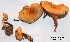  (Hygrophoropsis aff. aurantiaca - ANT192-QFB28634)  @11 [ ] Copyright (2015) Jacques Landry Mycoquebec