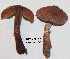  (Cortinarius nigrocuspidatus - ANT197-QFB28651)  @11 [ ] Copyright (2015) Jacques Landry Mycoquebec