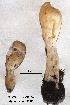  (Trichoderma alutaceum - ANT251-QFB28767)  @11 [ ] Copyright (2015) Jacques Landry Mycoquebec