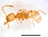  (Pheidole sp. M - ww16003)  @13 [ ] CreativeCommons - Attribution Non-Commercial Share-Alike (2012) Holger Loecker Orange Agricultural Institute, NSW DPI