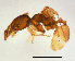  (Pheidole sp. MM - ww16036)  @14 [ ] CreativeCommons - Attribution Non-Commercial Share-Alike (2012) Holger Loecker Orange Agricultural Institute, NSW DPI
