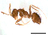  (Nylanderia sp. C - ww16053)  @14 [ ] CreativeCommons - Attribution Non-Commercial Share-Alike (2012) Holger Loecker Orange Agricultural Institute, NSW DPI