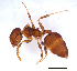  (Crematogaster sp. B - ww16072)  @14 [ ] CreativeCommons - Attribution Non-Commercial Share-Alike (2012) Holger Loecker Orange Agricultural Institute, NSW DPI