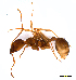  (Aphaenogaster longiceps - ww16107)  @14 [ ] CreativeCommons - Attribution Non-Commercial Share-Alike (2012) Holger Loecker Orange Agricultural Institute, NSW DPI