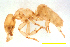  (Acropyga sp. A - ww16131)  @11 [ ] CreativeCommons - Attribution Non-Commercial Share-Alike (2012) Holger Loecker Orange Agricultural Institute, NSW DPI