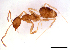  (Nylanderia sp. A - ww16150)  @14 [ ] CreativeCommons - Attribution Non-Commercial Share-Alike (2012) Holger Loecker Orange Agricultural Institute, NSW DPI