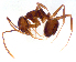  (Prolasius sp. C - ww16159)  @14 [ ] CreativeCommons - Attribution Non-Commercial Share-Alike (2012) Holger Loecker Orange Agricultural Institute, NSW DPI