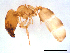  (Pheidole sp. K - ww16162)  @14 [ ] CreativeCommons - Attribution Non-Commercial Share-Alike (2012) Holger Loecker Orange Agricultural Institute, NSW DPI