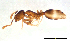  (Monomorium sp. O - ww16188)  @13 [ ] CreativeCommons - Attribution Non-Commercial Share-Alike (2012) Holger Loecker Orange Agricultural Institute, NSW DPI