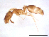  (Monomorium sp. E - ww16199)  @11 [ ] CreativeCommons - Attribution Non-Commercial Share-Alike (2012) Holger Loecker Orange Agricultural Institute, NSW DPI