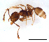  (Pheidole sp. C - ww16206)  @14 [ ] CreativeCommons - Attribution Non-Commercial Share-Alike (2012) Holger Loecker Orange Agricultural Institute, NSW DPI