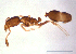  (Monomorium sp. D - ww16211)  @11 [ ] CreativeCommons - Attribution Non-Commercial Share-Alike (2012) Holger Loecker Orange Agricultural Institute, NSW DPI