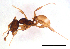  (Pheidole sp. J - ww16220)  @14 [ ] CreativeCommons - Attribution Non-Commercial Share-Alike (2012) Holger Loecker Orange Agricultural Institute, NSW DPI