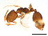  (Monomorium sp. N - ww16226)  @14 [ ] CreativeCommons - Attribution Non-Commercial Share-Alike (2012) Holger Loecker Orange Agricultural Institute, NSW DPI