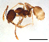  (Pheidole sp. G - ww16231)  @13 [ ] CreativeCommons - Attribution Non-Commercial Share-Alike (2012) Holger Loecker Orange Agricultural Institute, NSW DPI