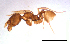  (Pheidole sp. AM - ww16261)  @11 [ ] CreativeCommons - Attribution Non-Commercial Share-Alike (2012) Holger Loecker Orange Agricultural Institute, NSW DPI