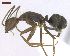  (Camponotus cingulatus - MACN-Bar-Ins-ct 02927)  @15 [ ] Copyright (2013) MACN Museo Argentino de Ciencias Naturales "Bernardino Rivadavia"