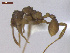  (Myrmicocrypta foreli - MACN-Bar-Ins-ct 02935)  @11 [ ] Copyright (2013) MACN Museo Argentino de Ciencias Naturales "Bernardino Rivadavia"