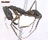  (Odontomachus chelifer - MACN-Bar-Ins-ct 05141)  @15 [ ] Copyright (2013) MACN Museo Argentino de Ciencias Naturales "Bernardino Rivadavia"
