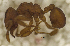  (Cyphomyrmex olitor - MACN-Bar-Ins-ct 06820)  @11 [ ] Copyright (2015) MACN Museo Argentino de Ciencias Naturales "Bernardino Rivadavia"