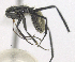  (Camponotus trapezoideus - MACN-bar-ins-ct 06882)  @11 [ ] Copyright (2015) MACN Museo Argentino de Ciencias Naturales "Bernardino Rivadavia"