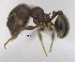  (Pheidole rudigenis - MACN-bar-ins-ct 06916)  @11 [ ] Copyright (2015) MACN Museo Argentino de Ciencias Naturales "Bernardino Rivadavia"