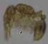  (Solenopsis PEH02 - MACN-bar-ins-ct 06933)  @12 [ ] Copyright (2015) MACN Museo Argentino de Ciencias Naturales "Bernardino Rivadavia"