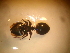  (Cephalotes biguttatus - ANTYP-057)  @11 [ ] CreativeCommons - Attribution (2014) Jean Paul Lachaud ECOSUR