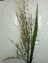  (Panicum repens - AW_3)  @11 [ ] Copyright (2014) PHCDBS Paul Hebert Centre For DNA Barcoding And Biodiversity Studies