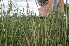  (Typha angustata - AW_1)  @11 [ ] Copyright (2013) PHCDBS Paul Hebert Center for DNA Barcoding and Biodiversity Studies