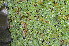  (Salvinia - AW_8)  @11 [ ] Copyright (2013) PHCDBS Paul Hebert Center for DNA Barcoding and Biodiversity Studies