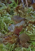  (Ascocoryne turficola - SNMM26_7)  @11 [ ] CreativeCommons  Attribution Non-Commercial Share-Alike (2019) Adam Polhorsky Slovak National Museum-Natural History Museum