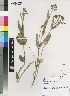  (Schizoglossum stenoglossum subsp stenoglossum - AMN1615)  @11 [ ] No Rights Reserved  Unspecified Unspecified