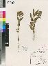  (Schizoglossum stenoglossum - AN960)  @11 [ ] No Rights Reserved  Unspecified Unspecified