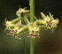  (Miraglossum pulchellum - AS149)  @11 [ ] No Rights Reserved  Unspecified Unspecified