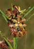  (Schizoglossum stenoglossum subsp. cf stenoglossum - AS63)  @11 [ ] No Rights Reserved  Unspecified Unspecified