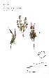  (Aspidoglossum heterophyllum - Dold_sn_PRE850998)  @11 [ ] No Rights Reserved  Unspecified Unspecified