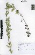  (Schizoglossum atropurpureum subsp atropurpureum - HMS796)  @11 [ ] No Rights Reserved  Unspecified Unspecified