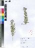  (Schizoglossum bidens subsp galpinii - HMS803)  @11 [ ] No Rights Reserved  Unspecified Unspecified