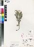  (Schizoglossum elingue subsp purpureum - JG72)  @11 [ ] No Rights Reserved  Unspecified Unspecified